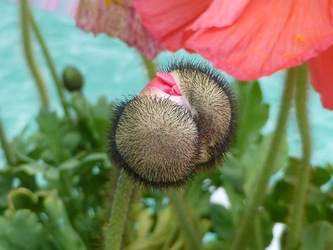 Papaver nudicaule sélections horticoles photo